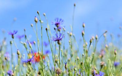 Un jardin en pente, pour sortir de l’ordinaire