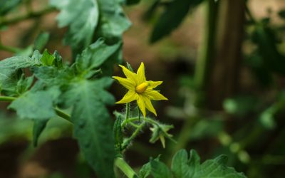 55 % des Français considèrent le jardin comme un espace indispensable